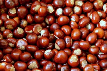 Can Dogs Eat Chestnuts? Vet-Approved Safety Facts & FAQ Hepper Pet