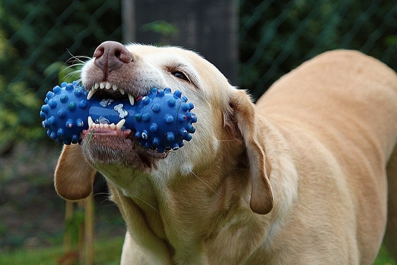 chew toy