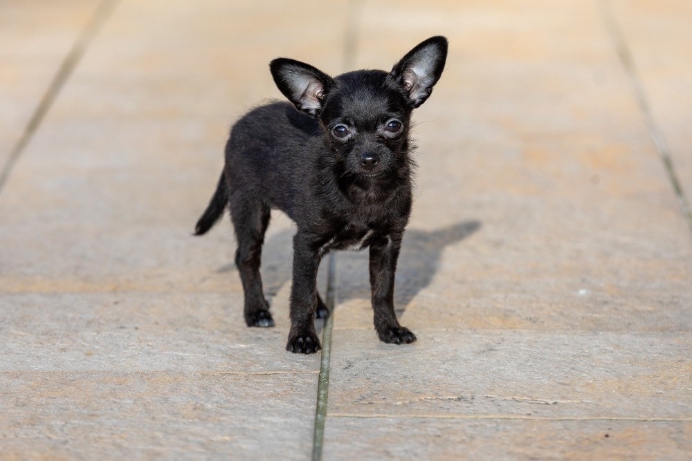 chi-poo chihuahua poodle