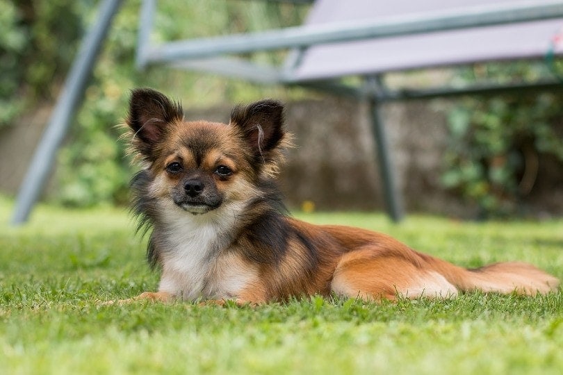 chihuahua lying on grass