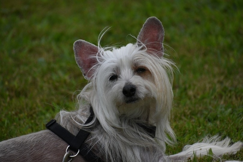 chinese crested dog close up