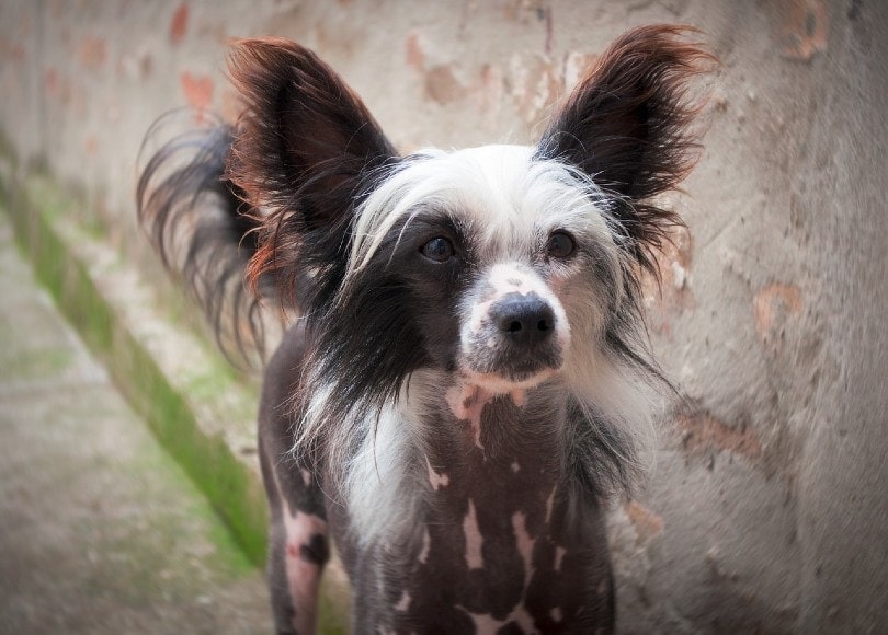 chinese crested dog in the streets