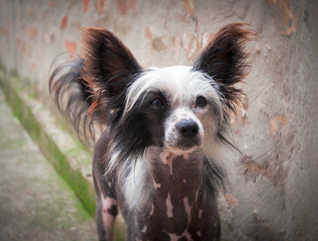 chinese crested puppy