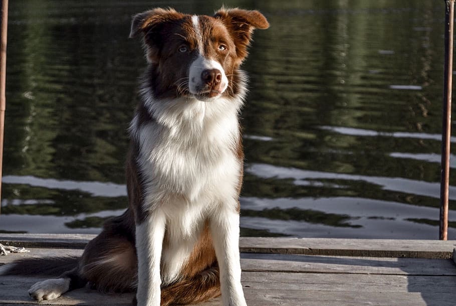 chocolate and white border collie