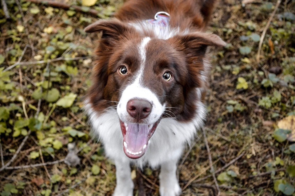 chocolate border collie