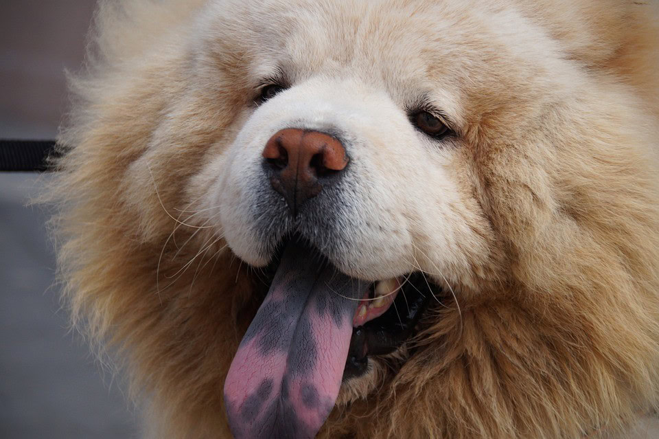 chow chow with showing tongue