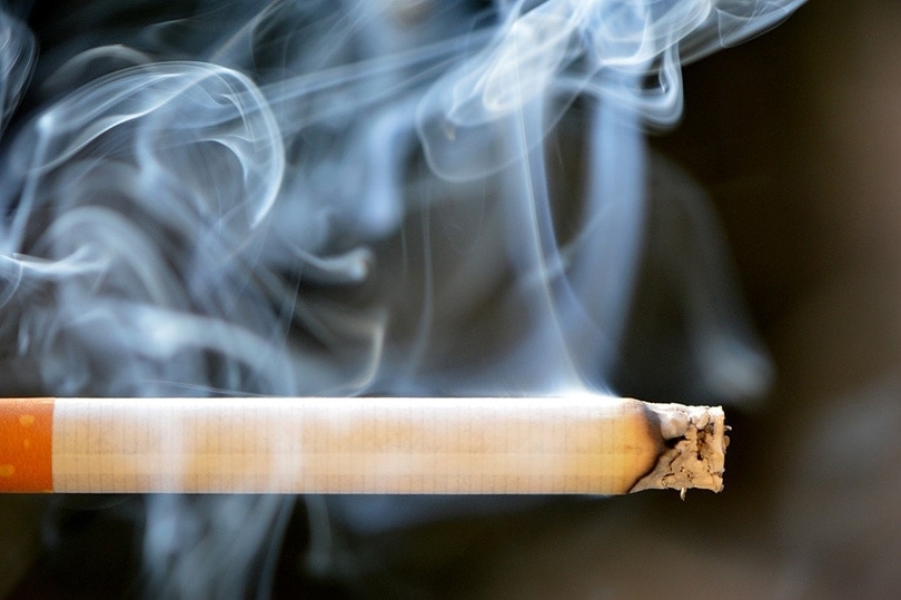 cigarette smoke