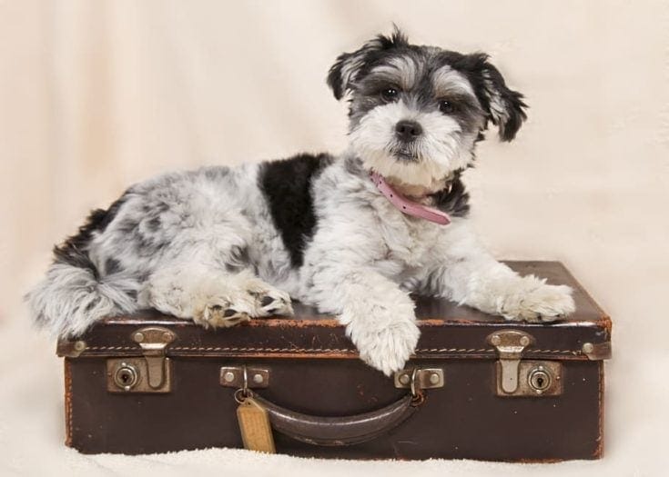 City dog names suitcase
