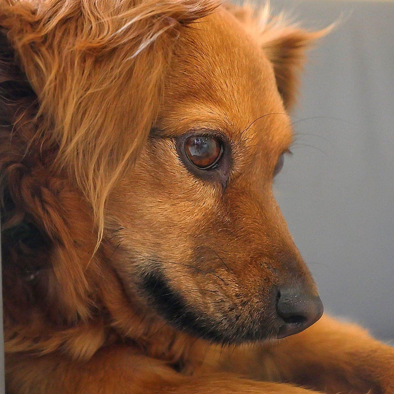 close up dog with Supraorbital Whiskers