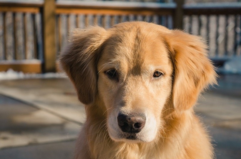 close up golden retriever