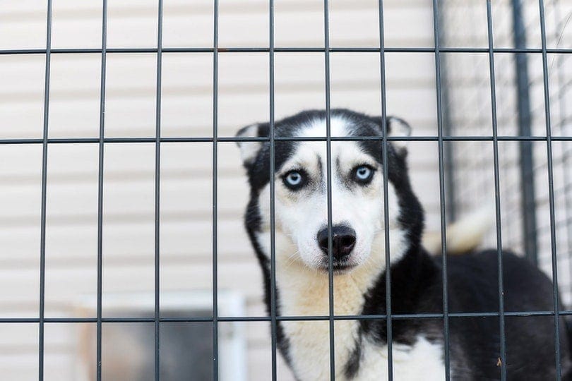 close up husky in crate