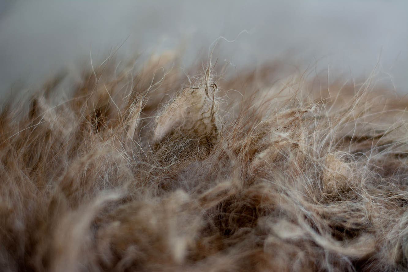 close up matted dog hair