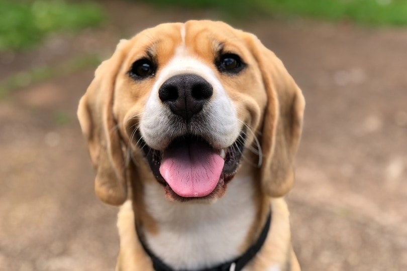 close up of a smiling dog