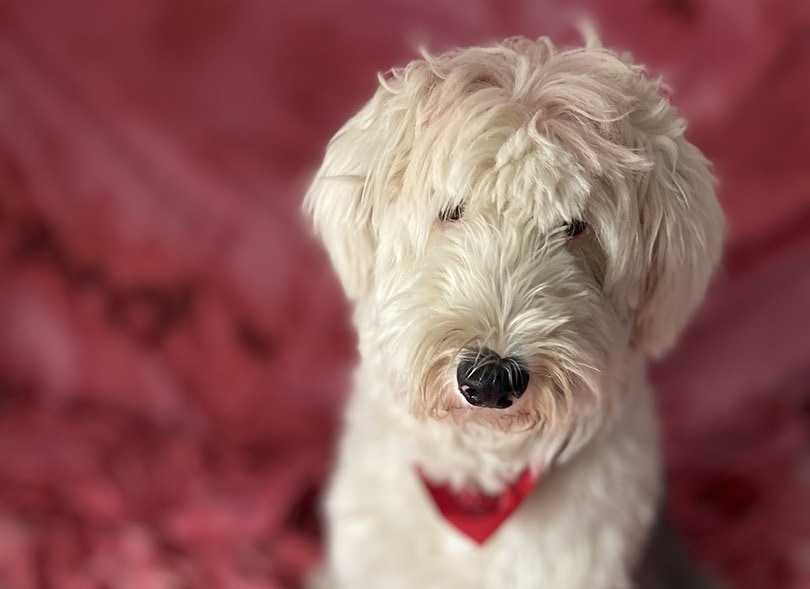 close up of a white shepadoodle 