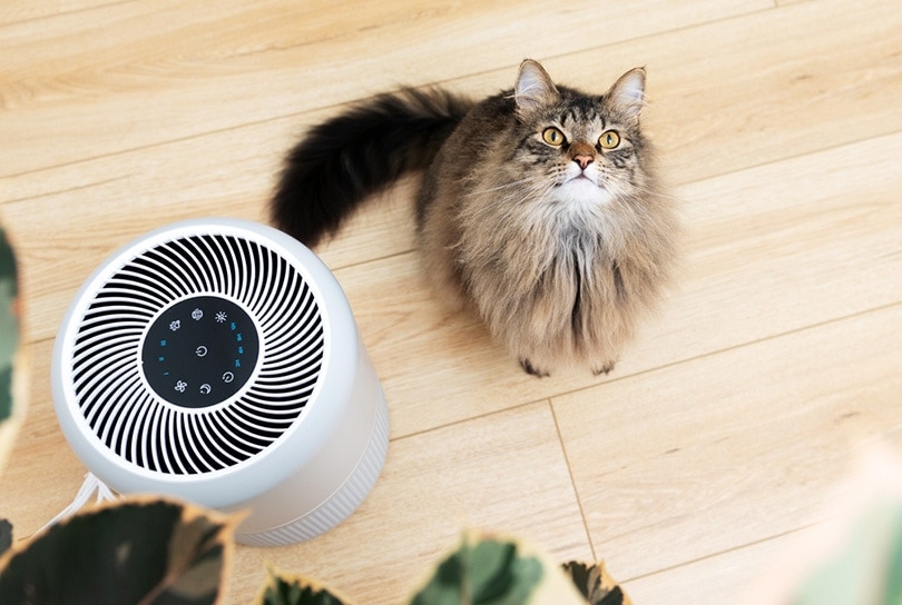close up of long-haired tabby cat next to air purifier