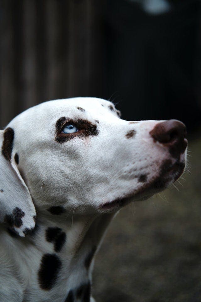 close up photo of dalmatian with blue eyes