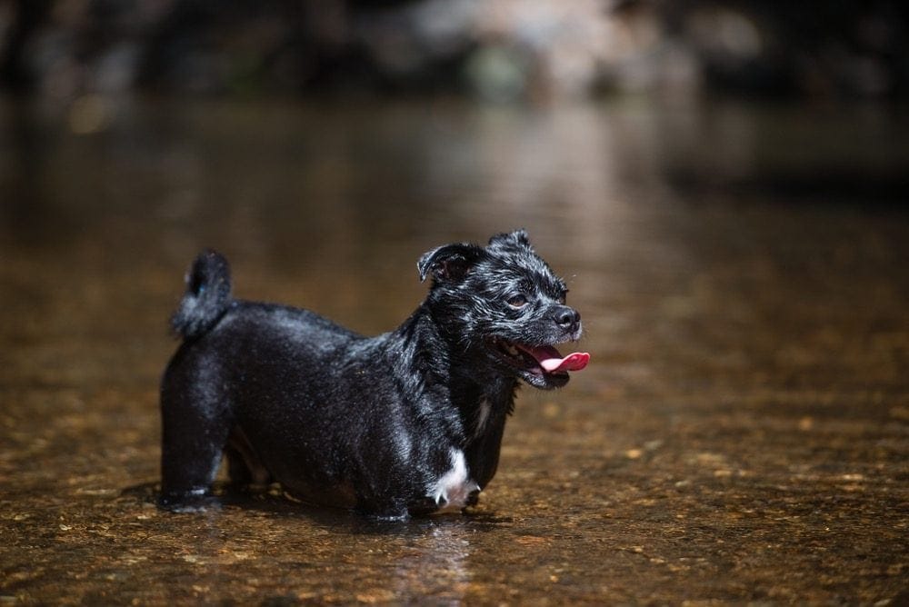 cocker pug in water