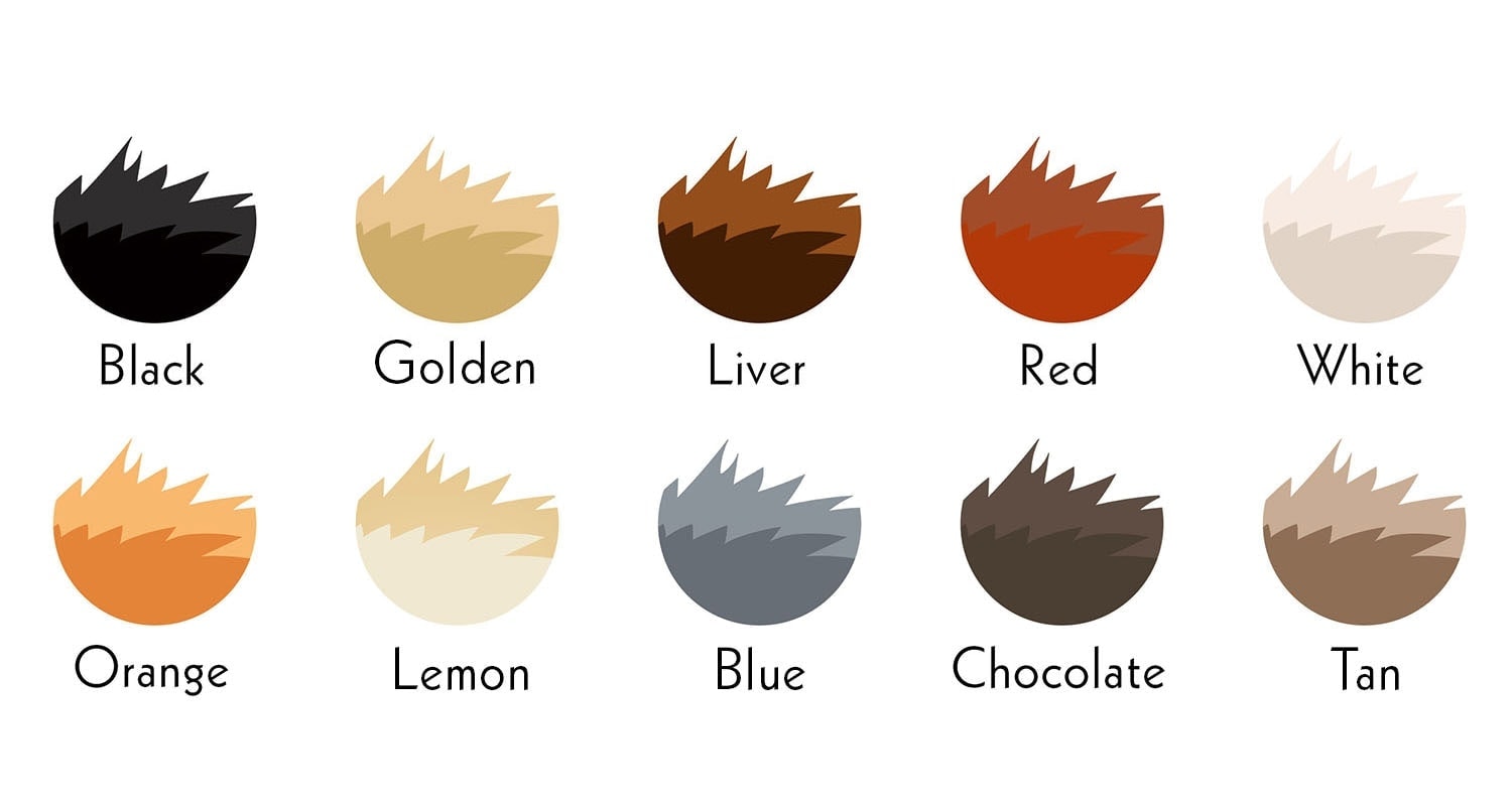 cocker spaniel colors1