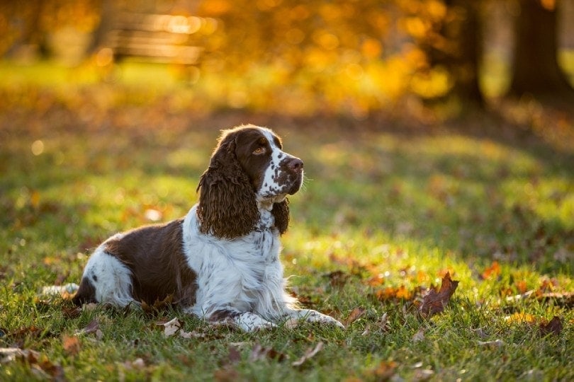 cocker spaniel with ticking pattern