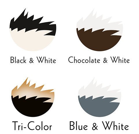 border collie colors