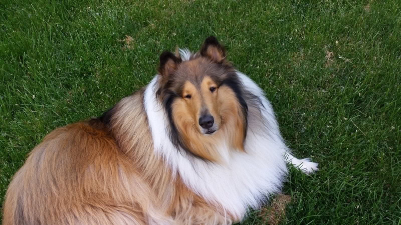 collie laying