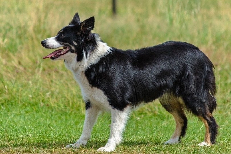 collie on grass