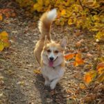 corgi