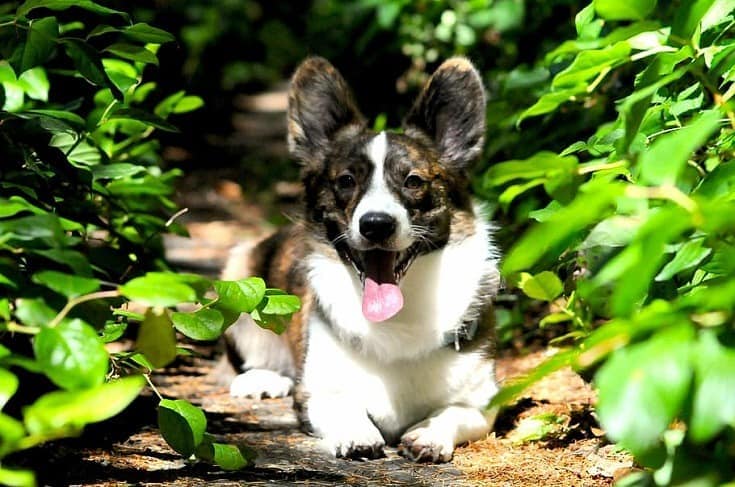 corgi lying behind the bush