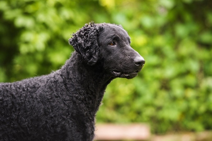 curly coated retriever dog outdoors_otsphoto_shutterstock