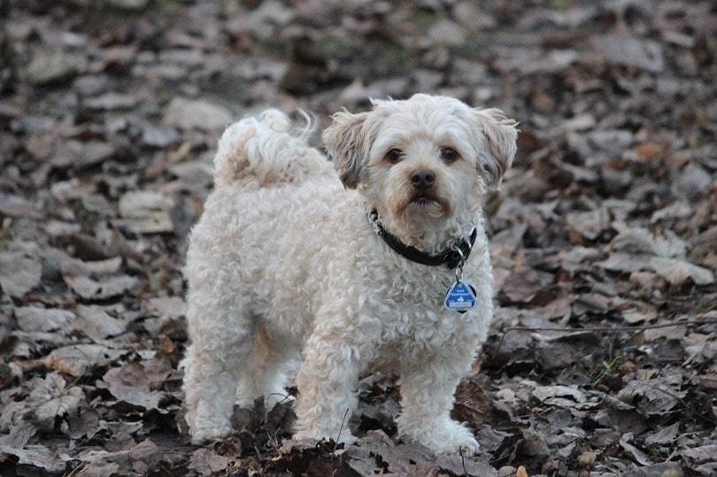 Airedoodle Dog Breed