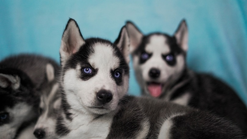cute Miniature Siberian Husky_Wirestock Creators_shutterstock (2)