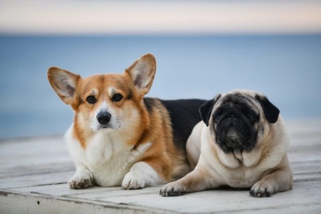 13 Dog Breeds That Get Along With Other Dogs (With Info & Pictures ...