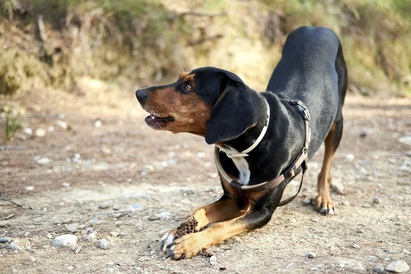 cute black Greek hound dog playing_wirestock images_shutterstock