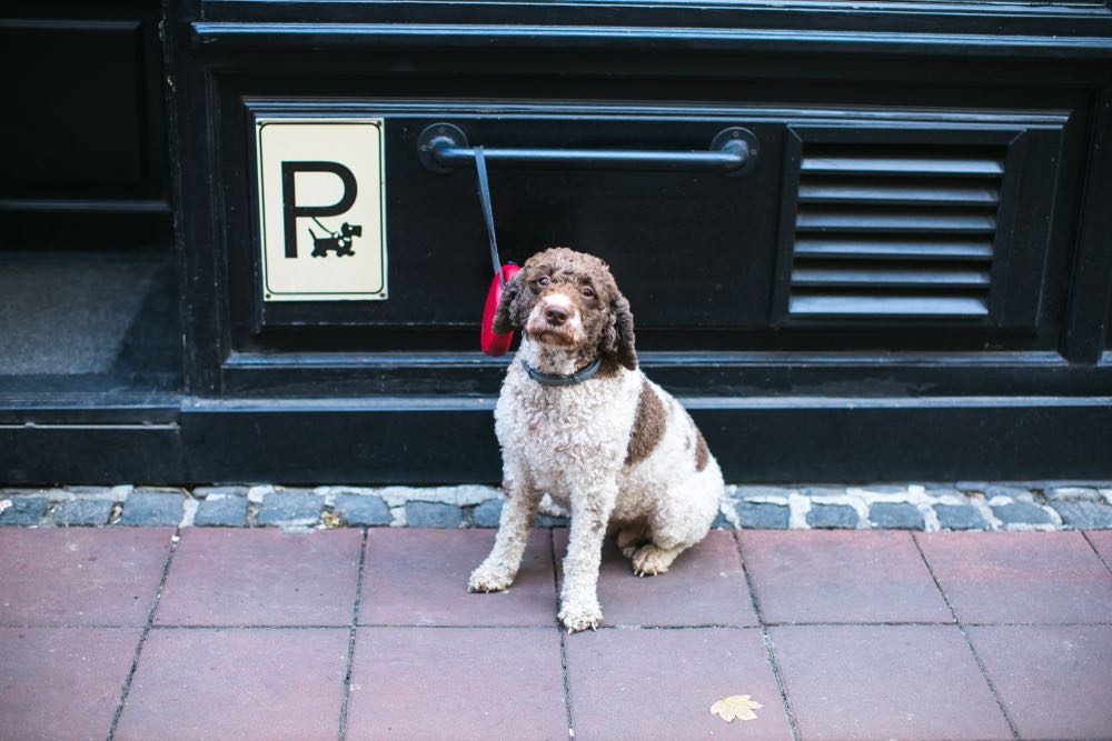 cute curly dog waiting outside of store pet parking