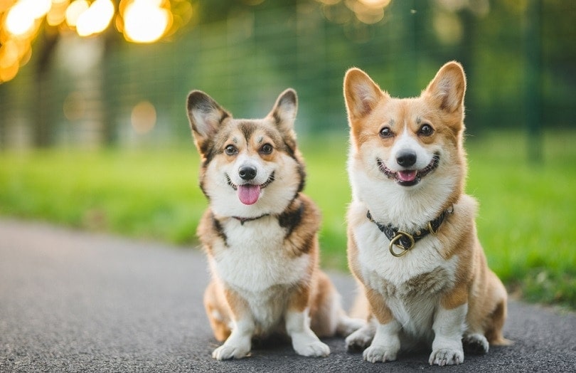 cute welsh corgi pembroke dogs_Vellicos_shuttesrstock