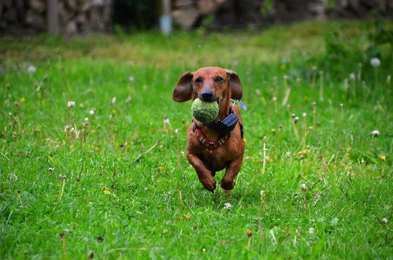 dachshund playing with ball
