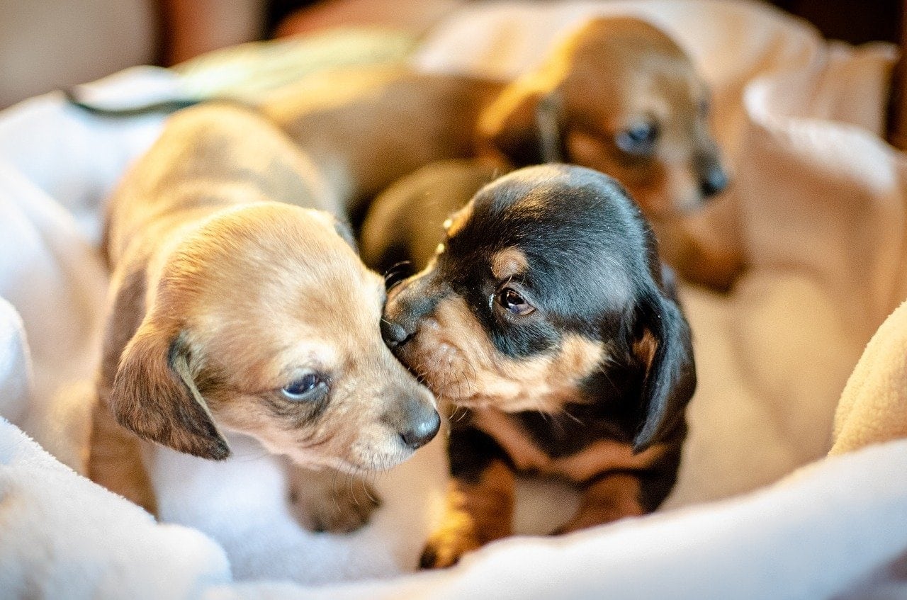 dachshund puppies