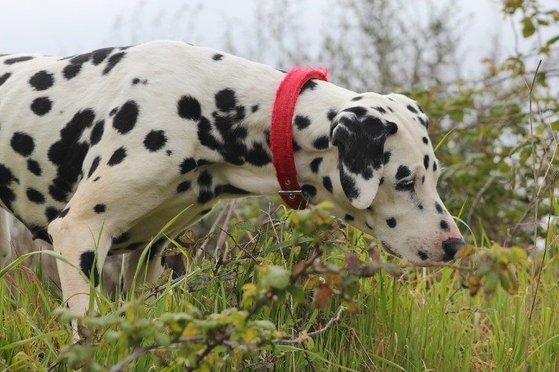 dalmatian on grass
