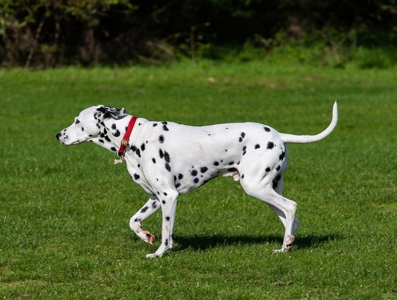 dalmatian outdoor