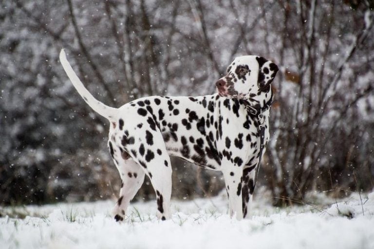 What Were Dalmatian Dogs Bred For