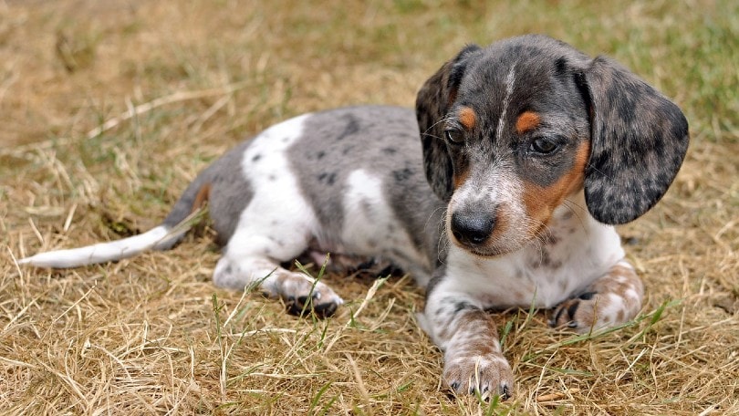 dapple dachshund