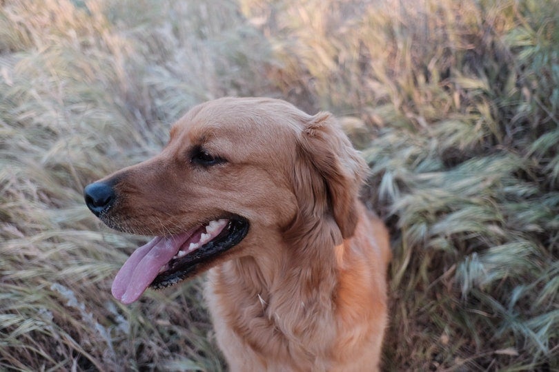 dark-golden-retriever-sitting-on-the-grass
