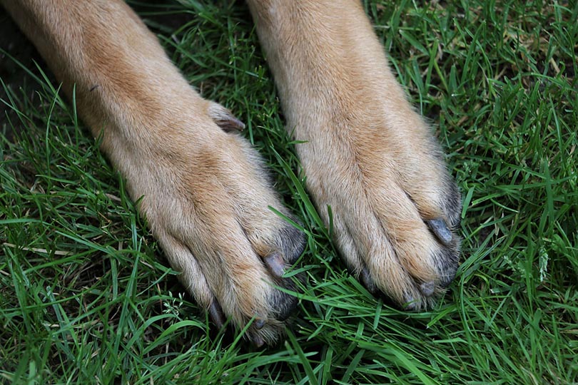 dew claw of german shepherd
