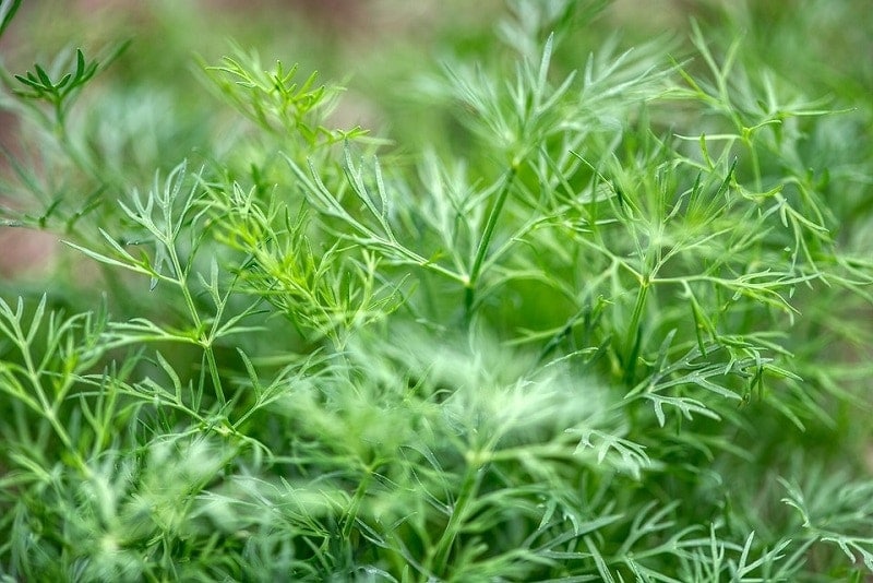 dill herb