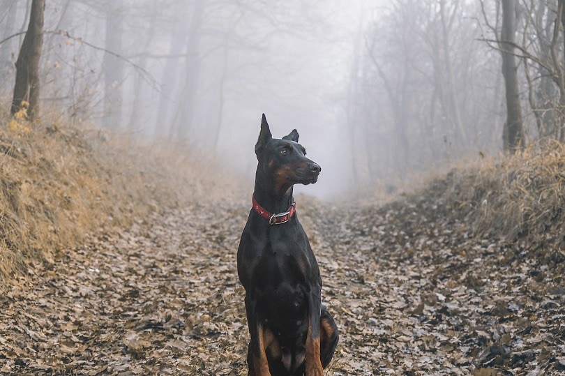 Doberman Pinscher Dog Breed Info