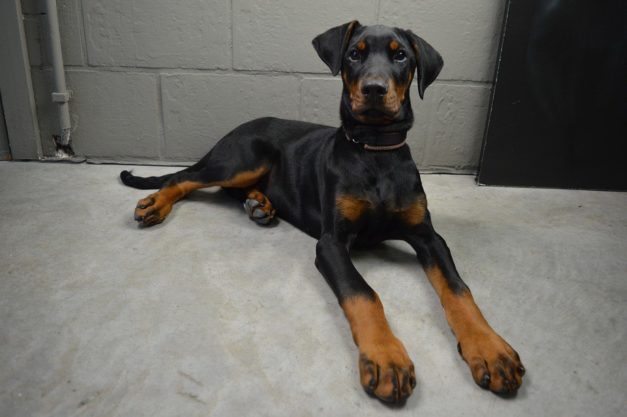 Doberman Pinscher Dog Breed Info: Pictures, Traits & Facts | Hepper Pet ...