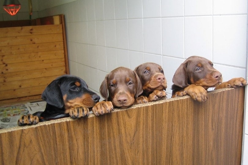 doberman puppies