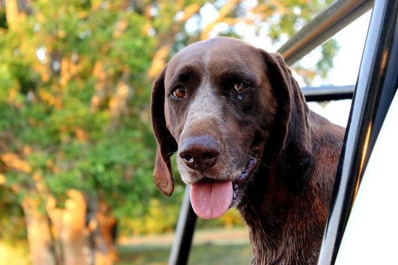 German Shorthaired Lab Dog Breed Info
