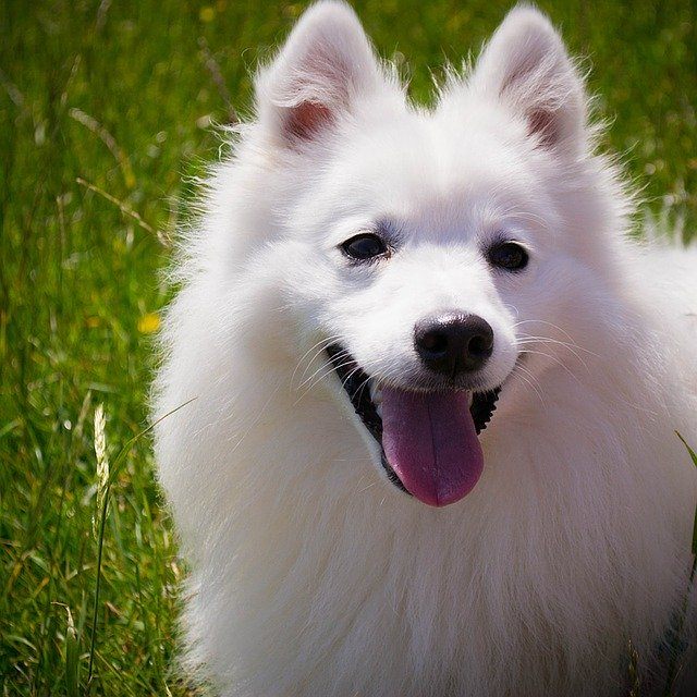 Japanese Spitz