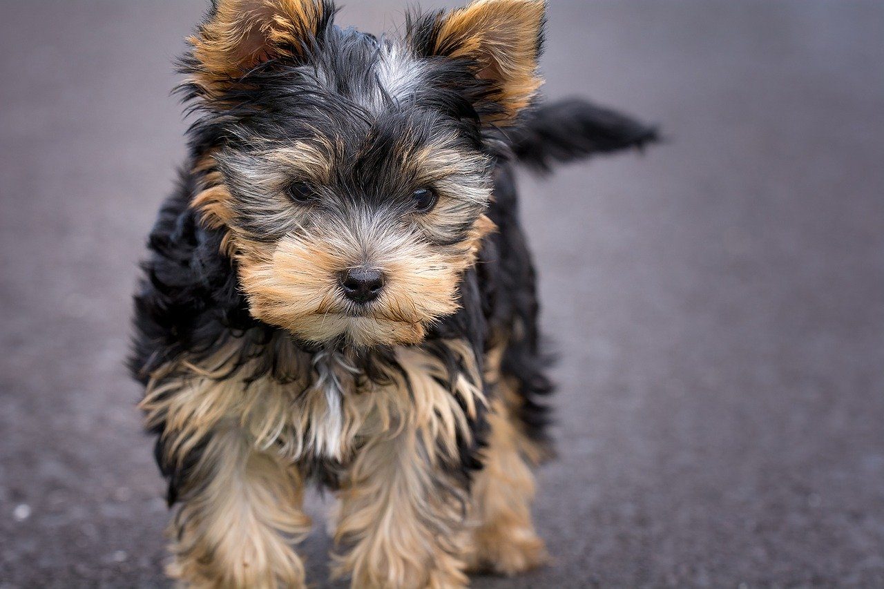 Yorkshire Terrier